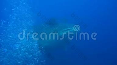 加拉帕戈斯群岛水下景观背景下的大型鲸鲨。